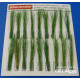 Tufts of reeds-green 